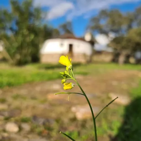 Chozos De La Dehesa 호텔 La Roca de la Sierra